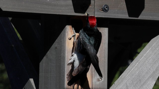 Acorn Woodpecker - ML635615282