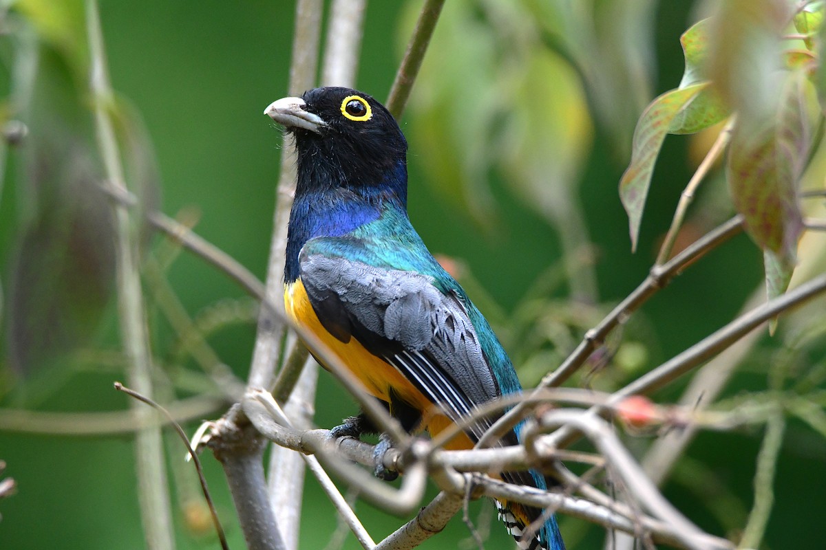 Gartered Trogon - ML635615386