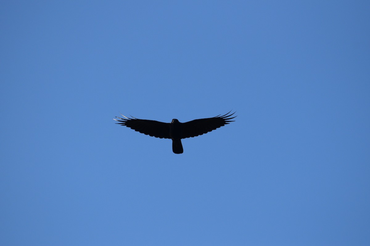 Fish Crow - ML635615390