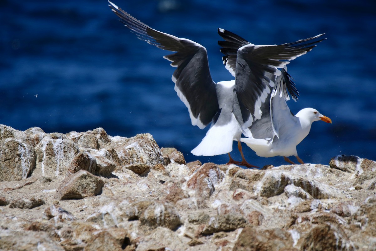 Western Gull - ML635615407