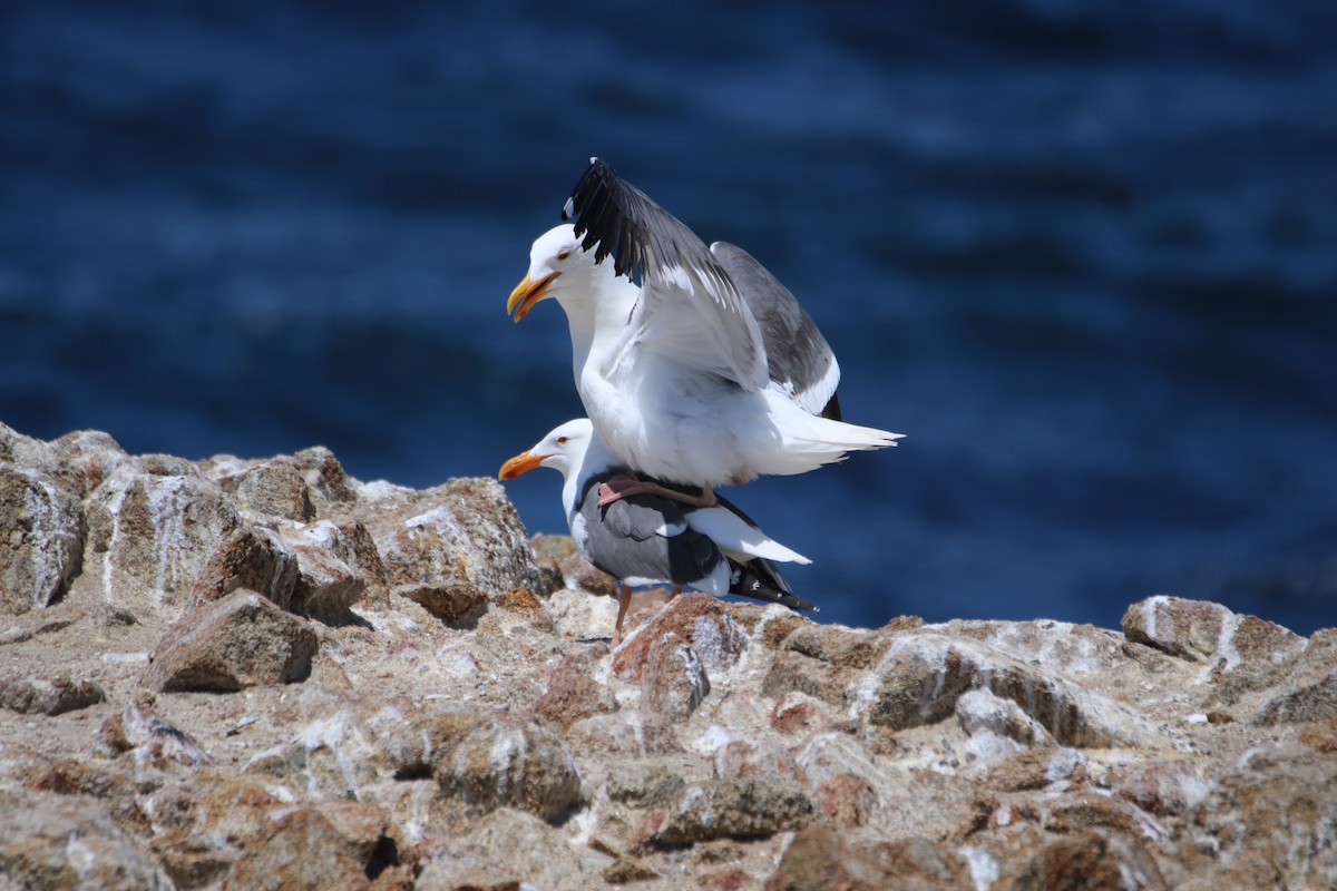 Western Gull - ML635615413
