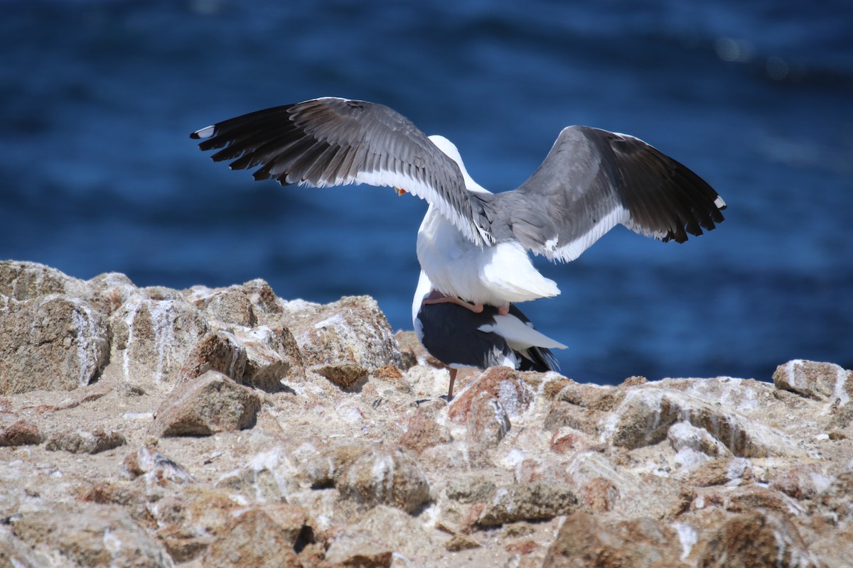 Western Gull - ML635615414