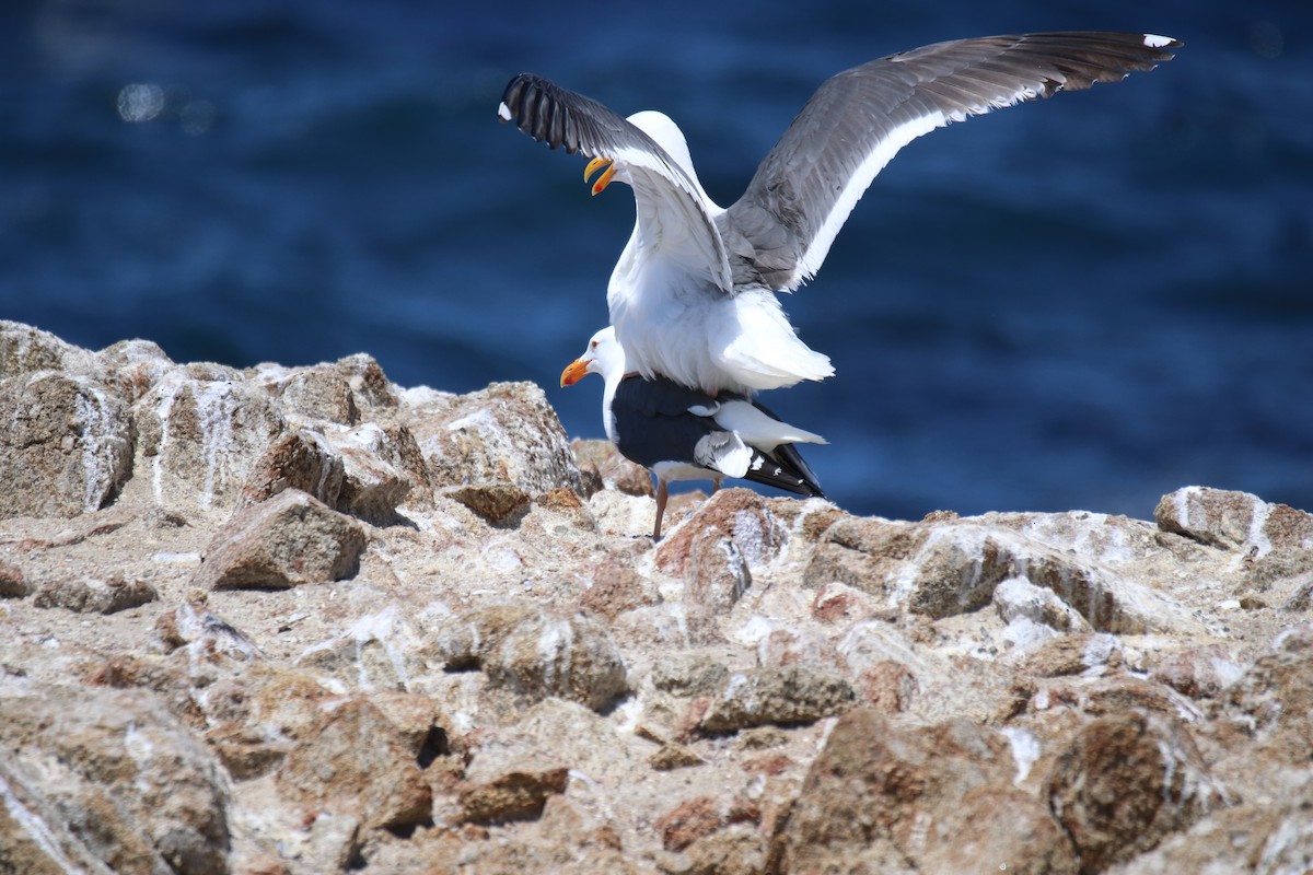 Western Gull - ML635615416