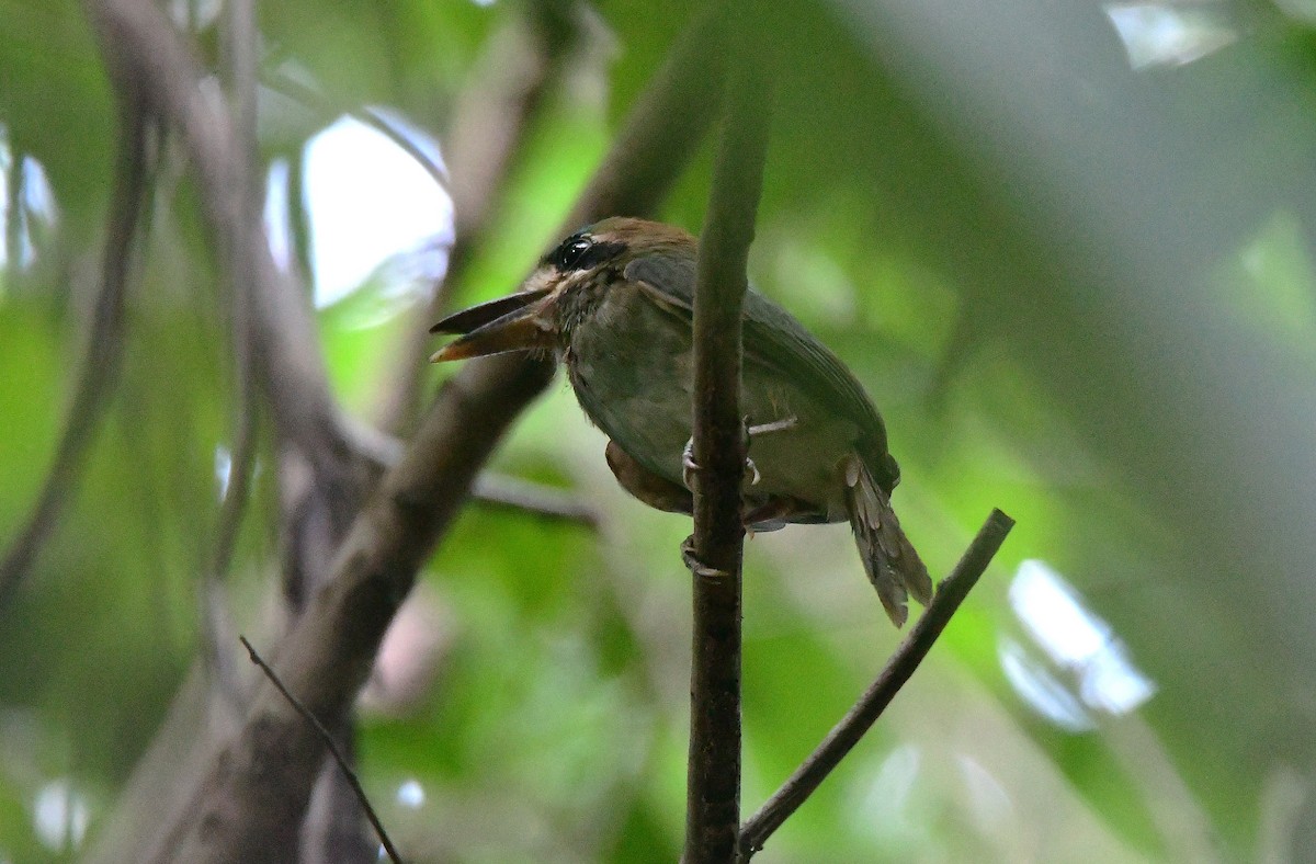 Tody Motmot - ML635615431