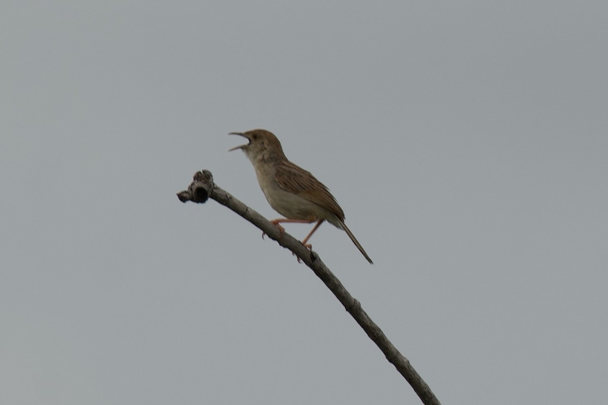 Rattling Cisticola - ML635615466