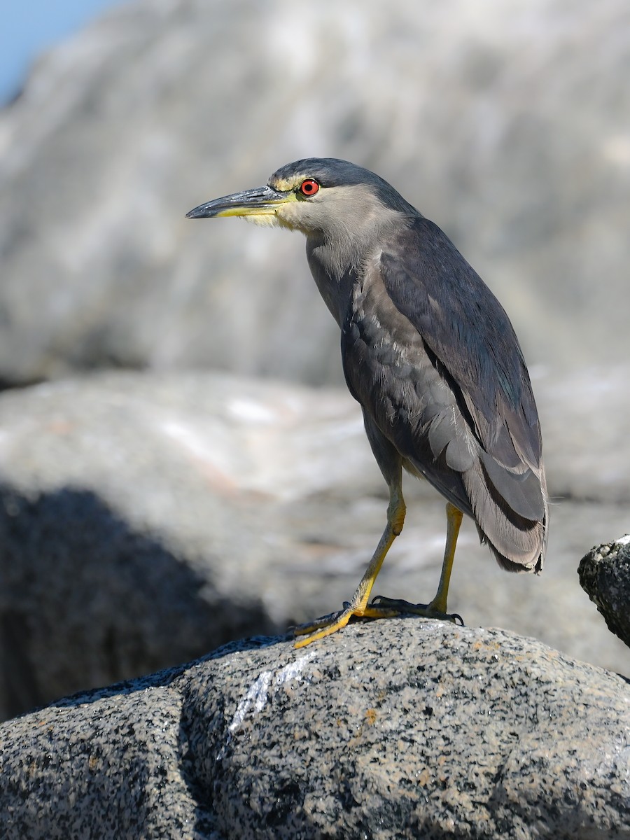 Black-crowned Night Heron - ML635615518