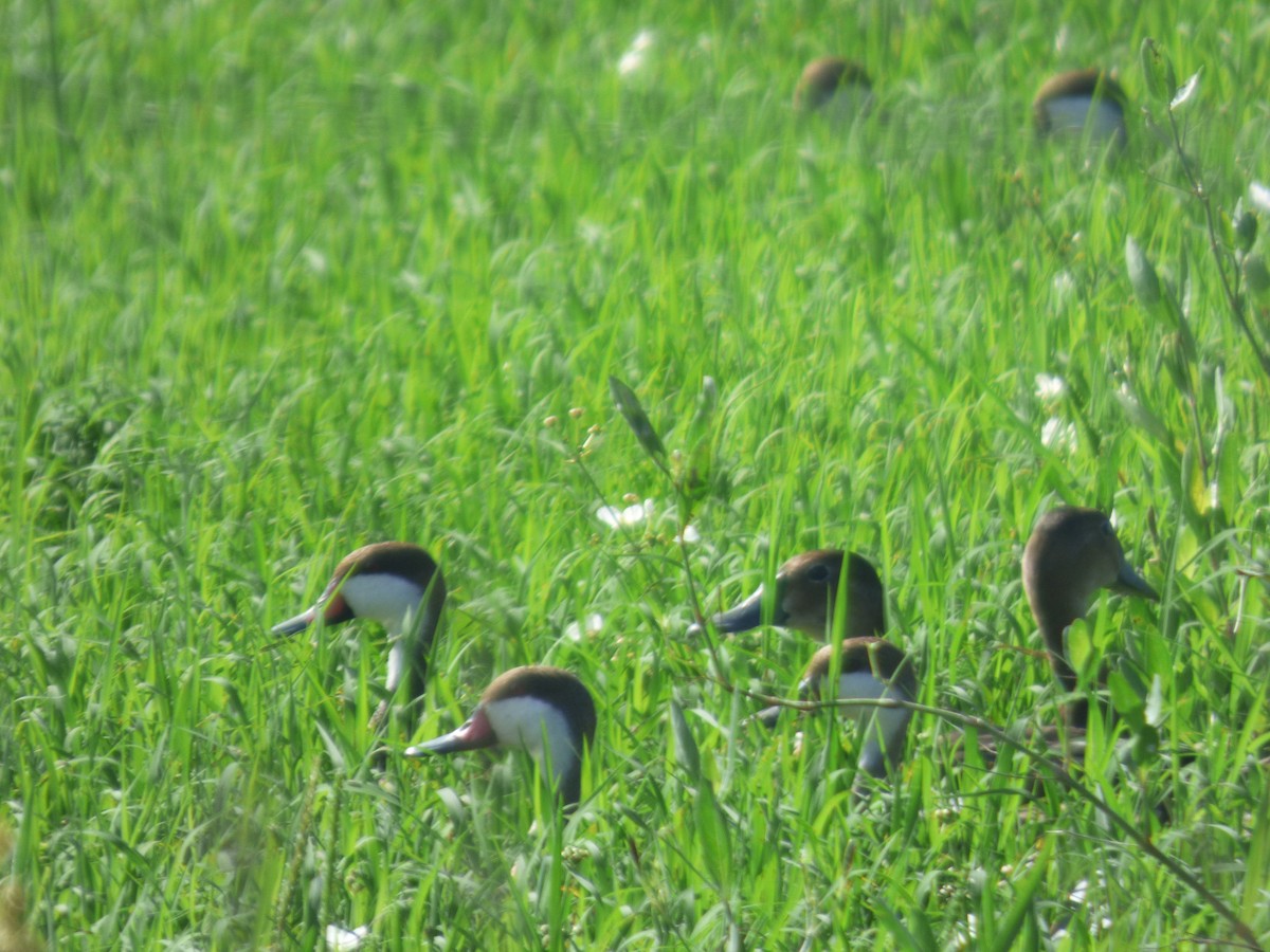 Rosy-billed Pochard - ML635615530
