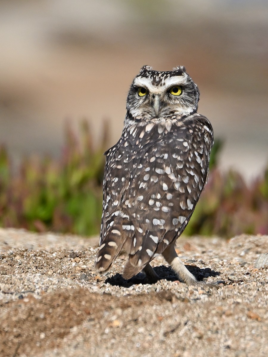 Burrowing Owl - ML635615534
