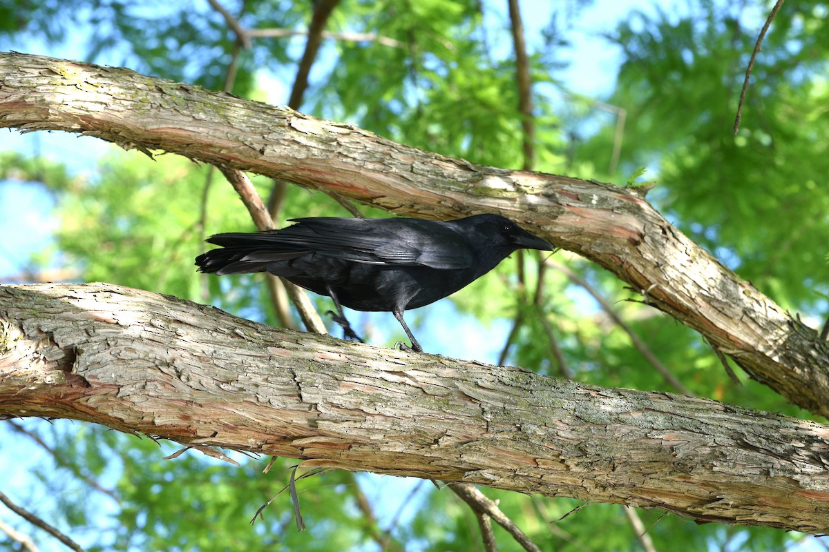Fish Crow - ML635615556