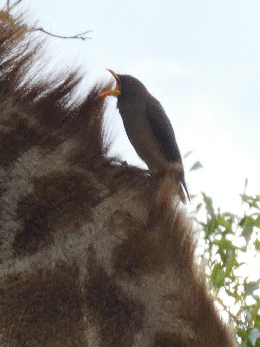 Yellow-billed Oxpecker - ML635615571