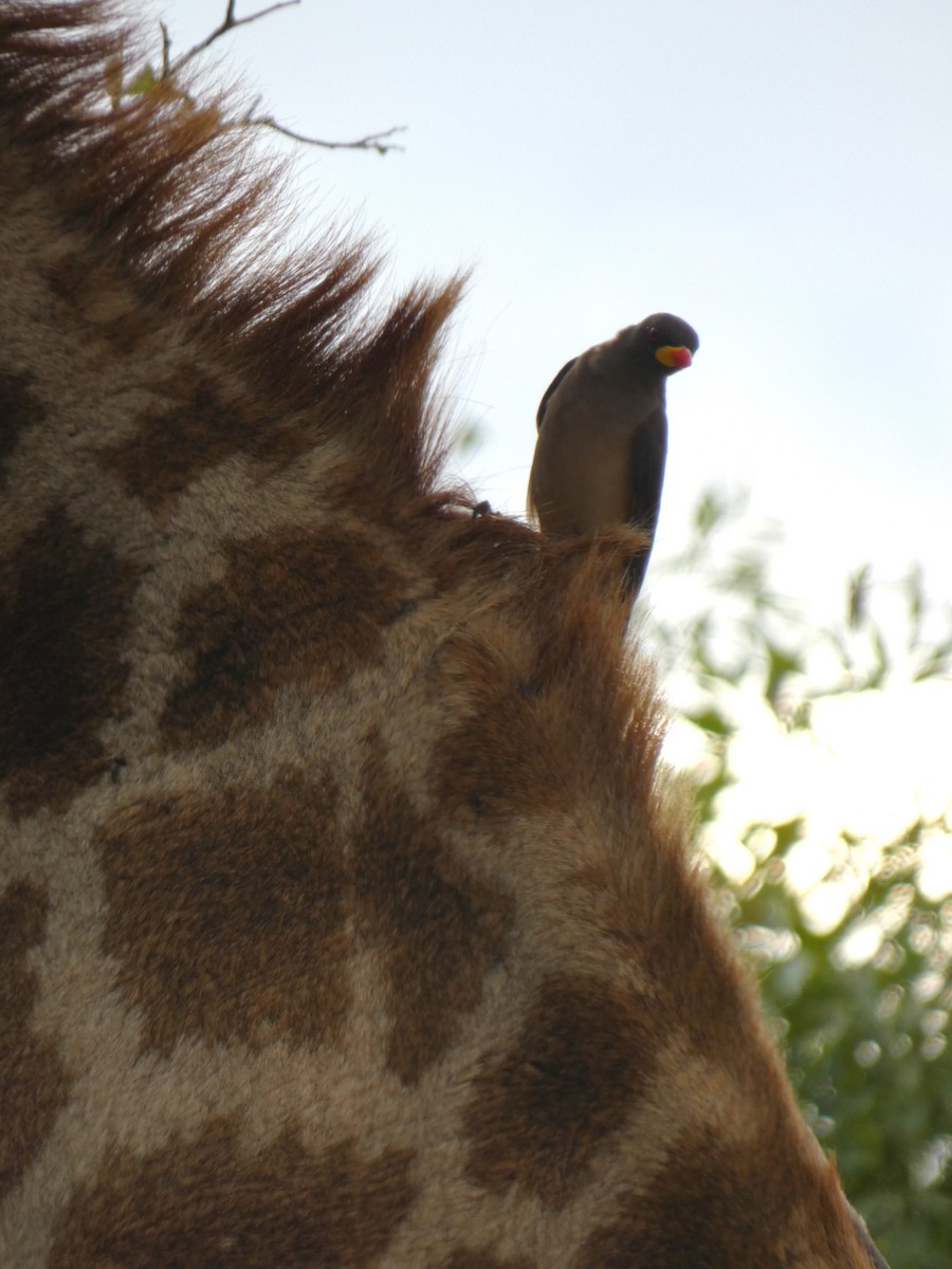 Yellow-billed Oxpecker - ML635615602