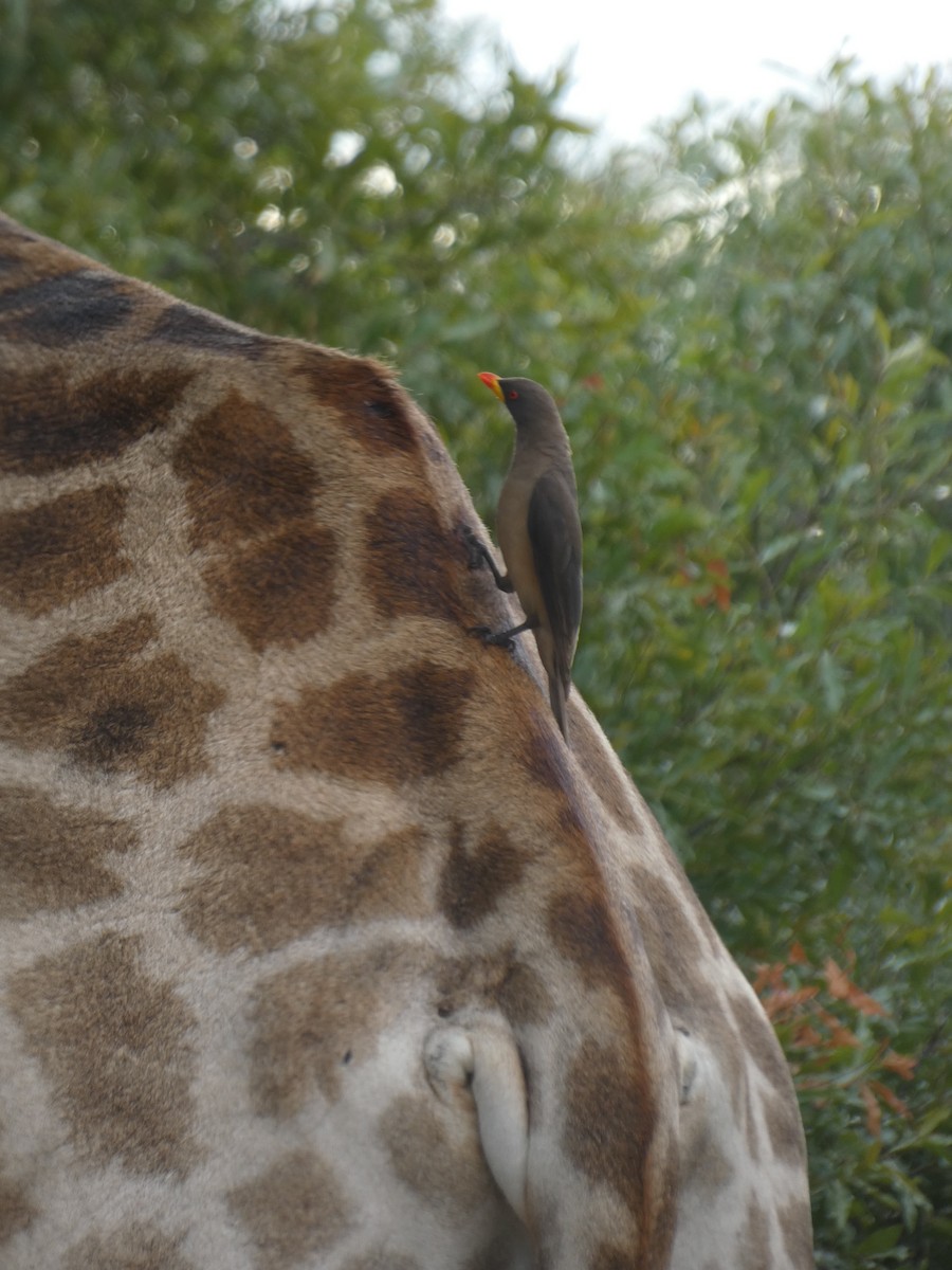 Yellow-billed Oxpecker - ML635615604