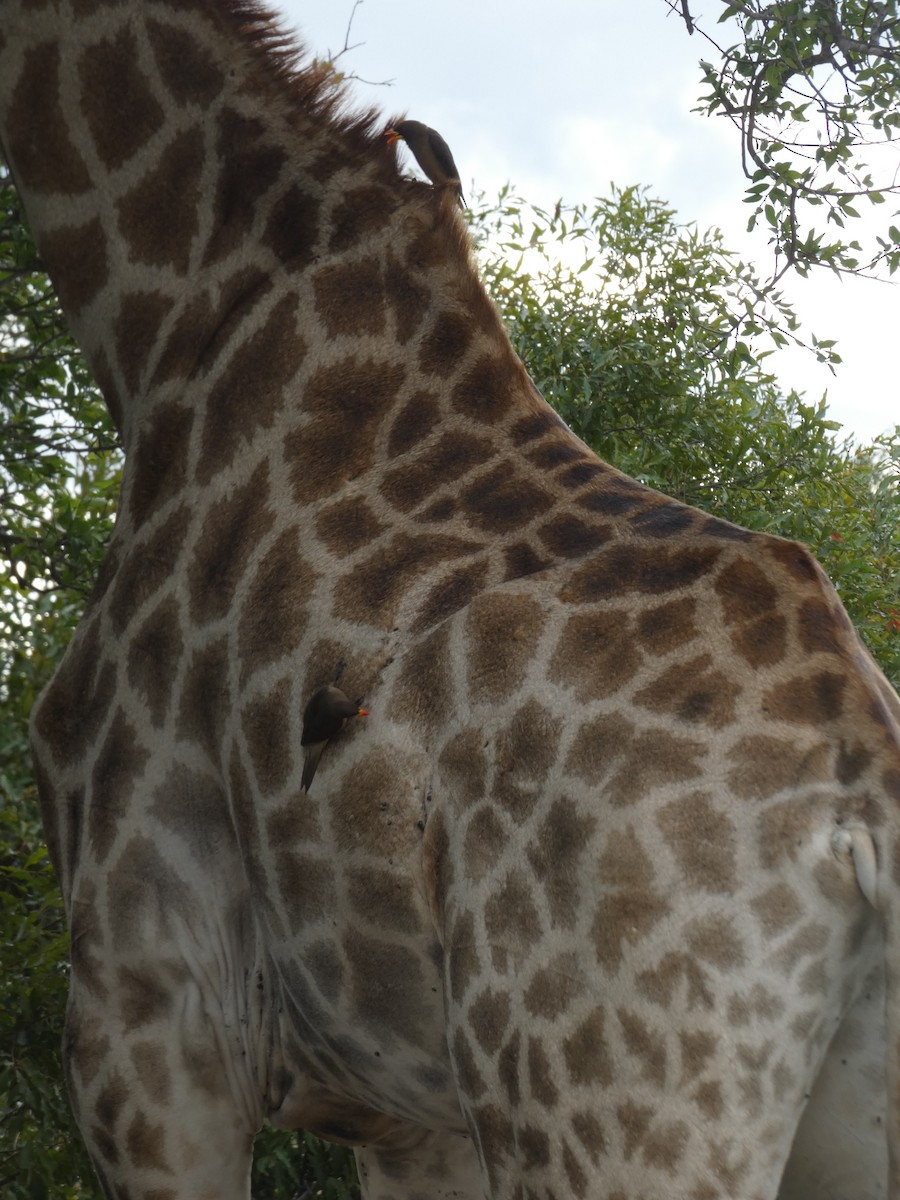 Yellow-billed Oxpecker - ML635615605