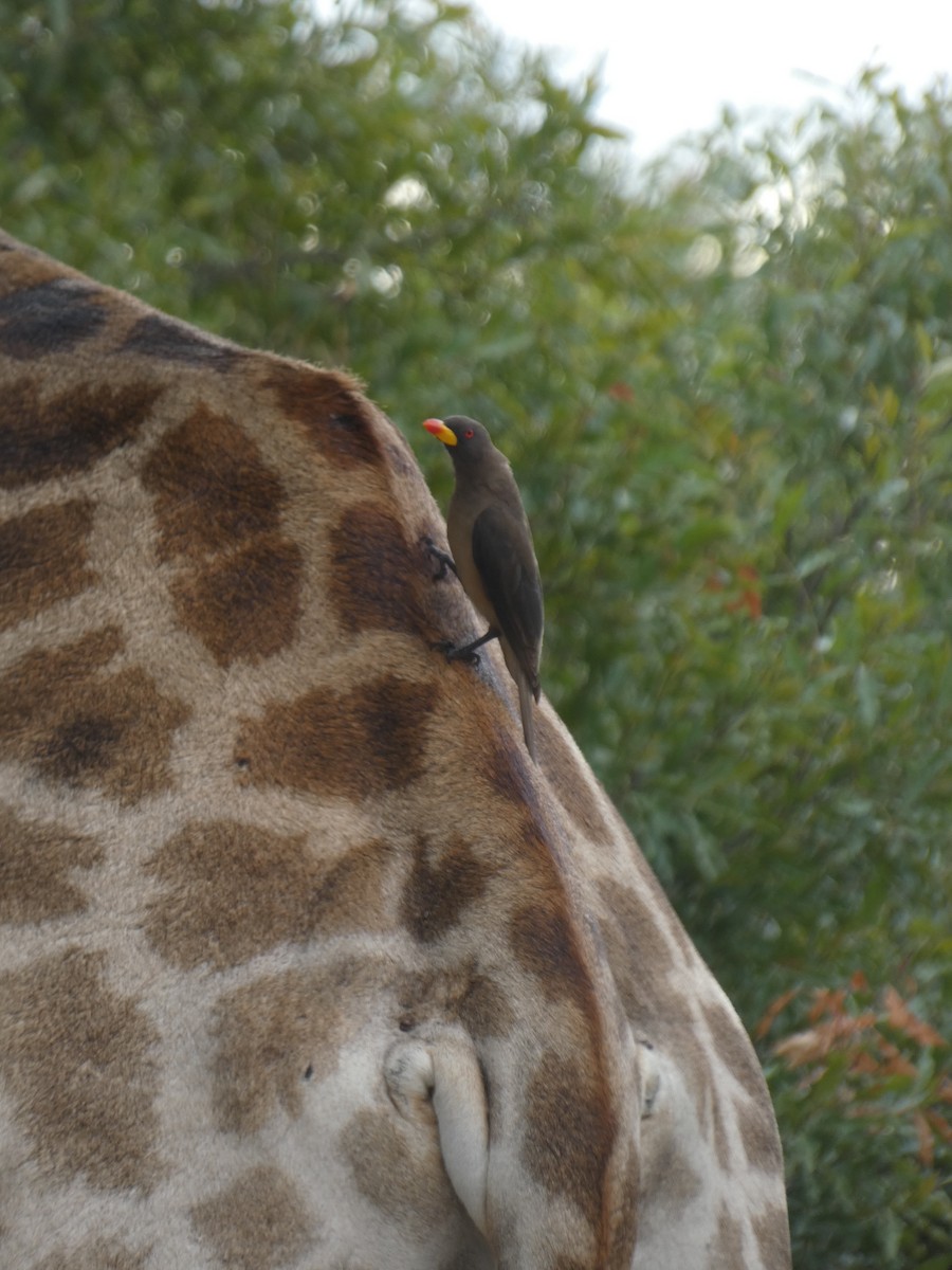 Yellow-billed Oxpecker - ML635615606