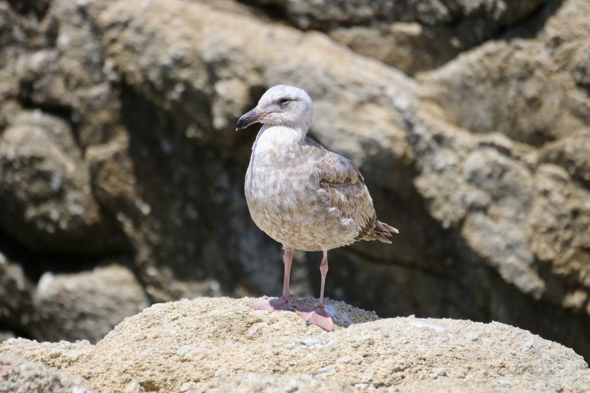 Western Gull - ML635615636