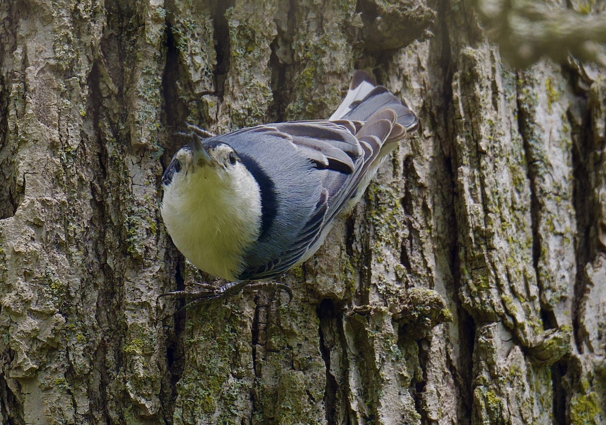 White-breasted Nuthatch - ML635615716