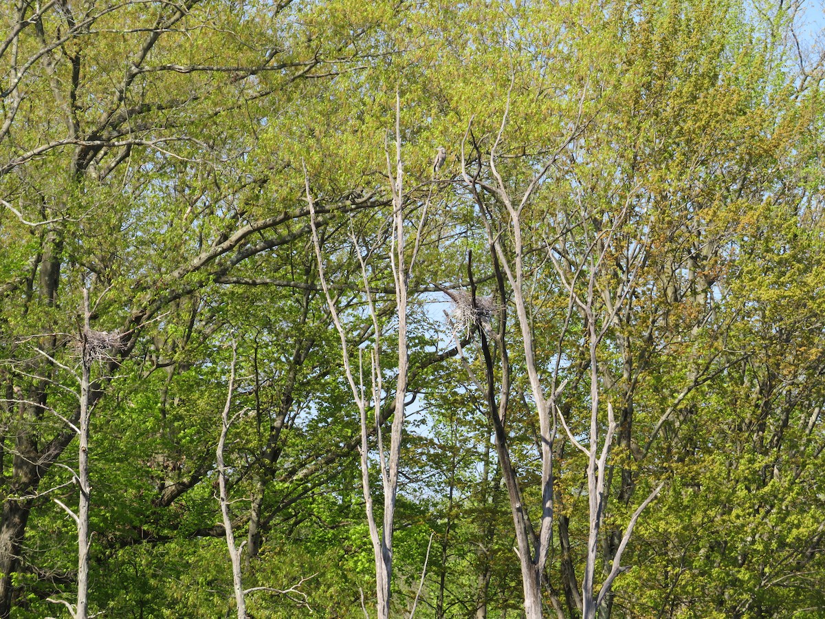 Great Blue Heron - ML635615719