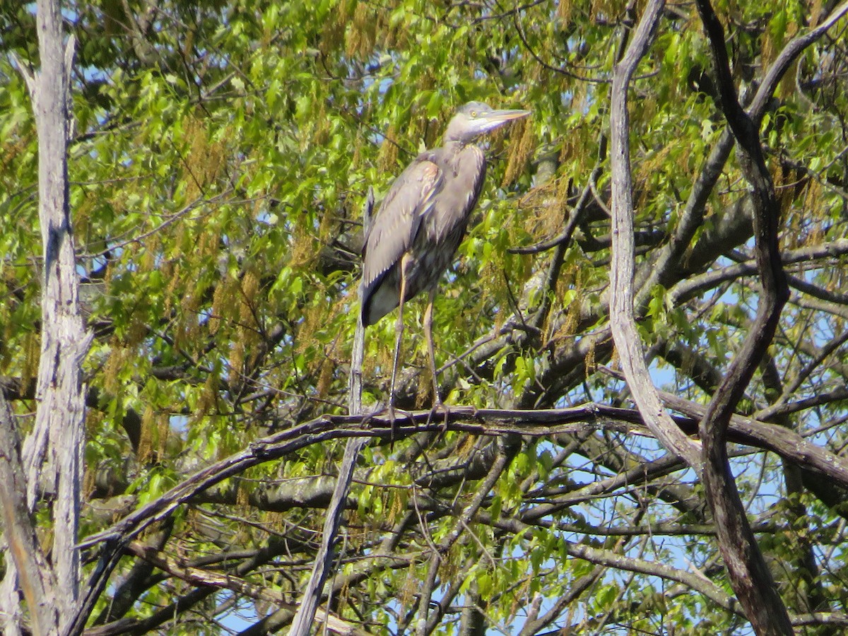 Great Blue Heron - ML635615731
