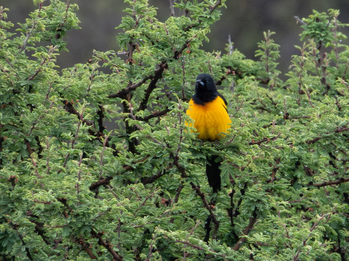 Black-vented Oriole - ML635615755