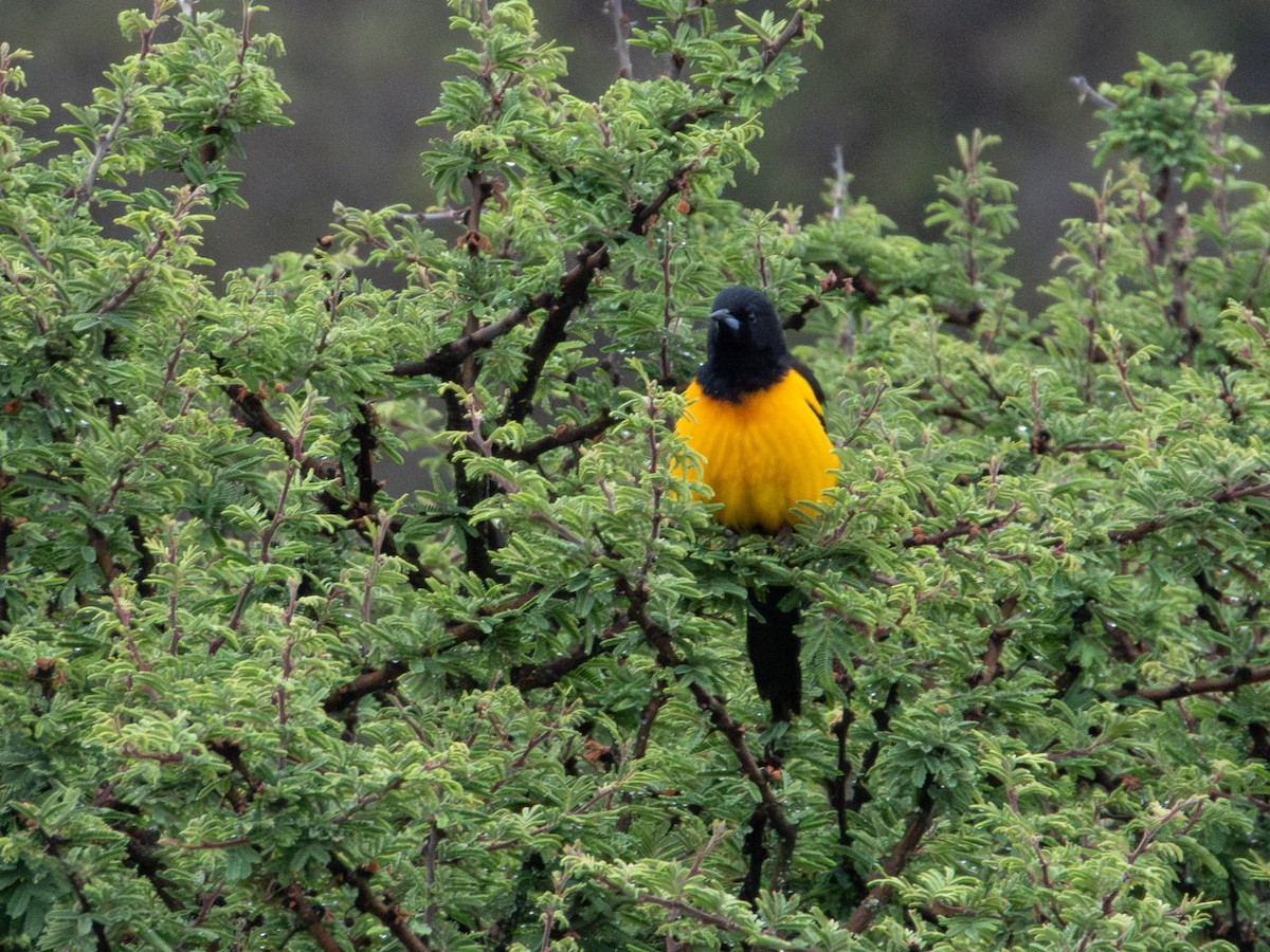 Black-vented Oriole - ML635615756