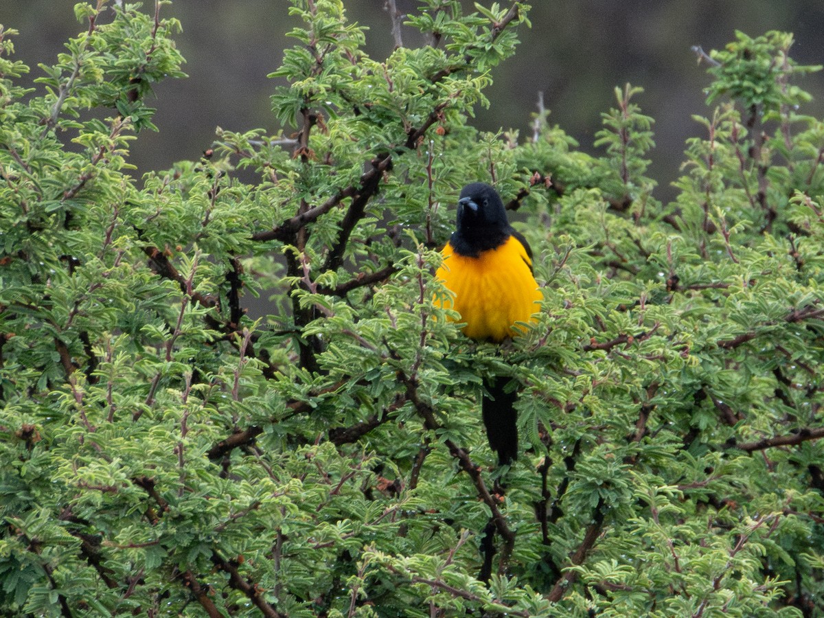 Black-vented Oriole - ML635615757