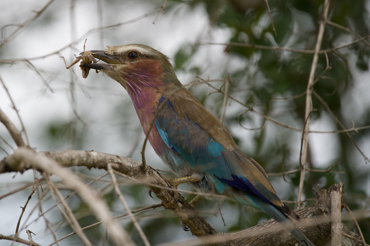 Lilac-breasted Roller - ML635615786