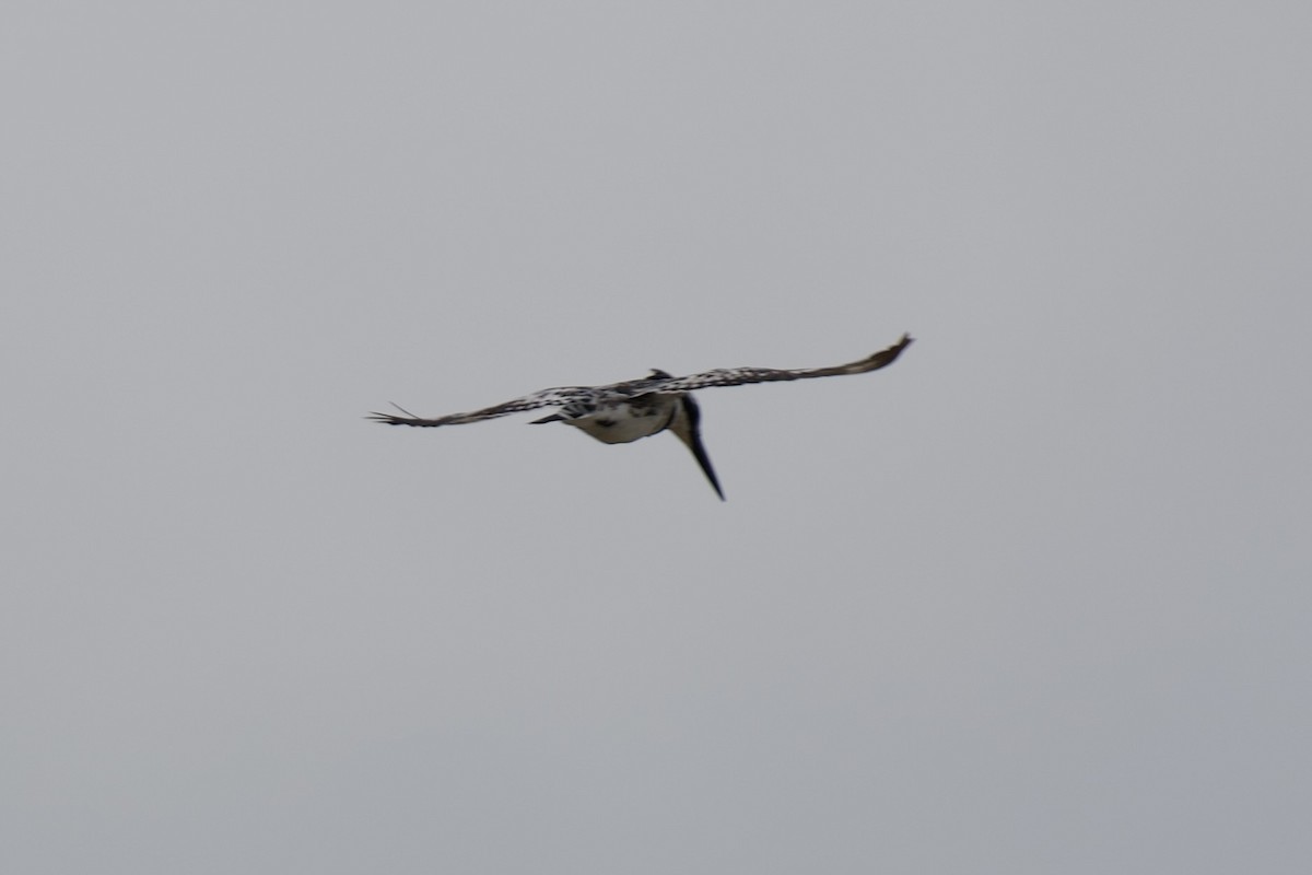Pied Kingfisher - ML635615792
