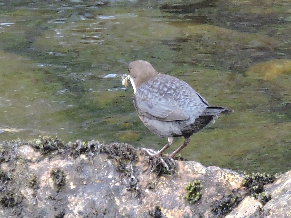 White-throated Dipper - ML635615793