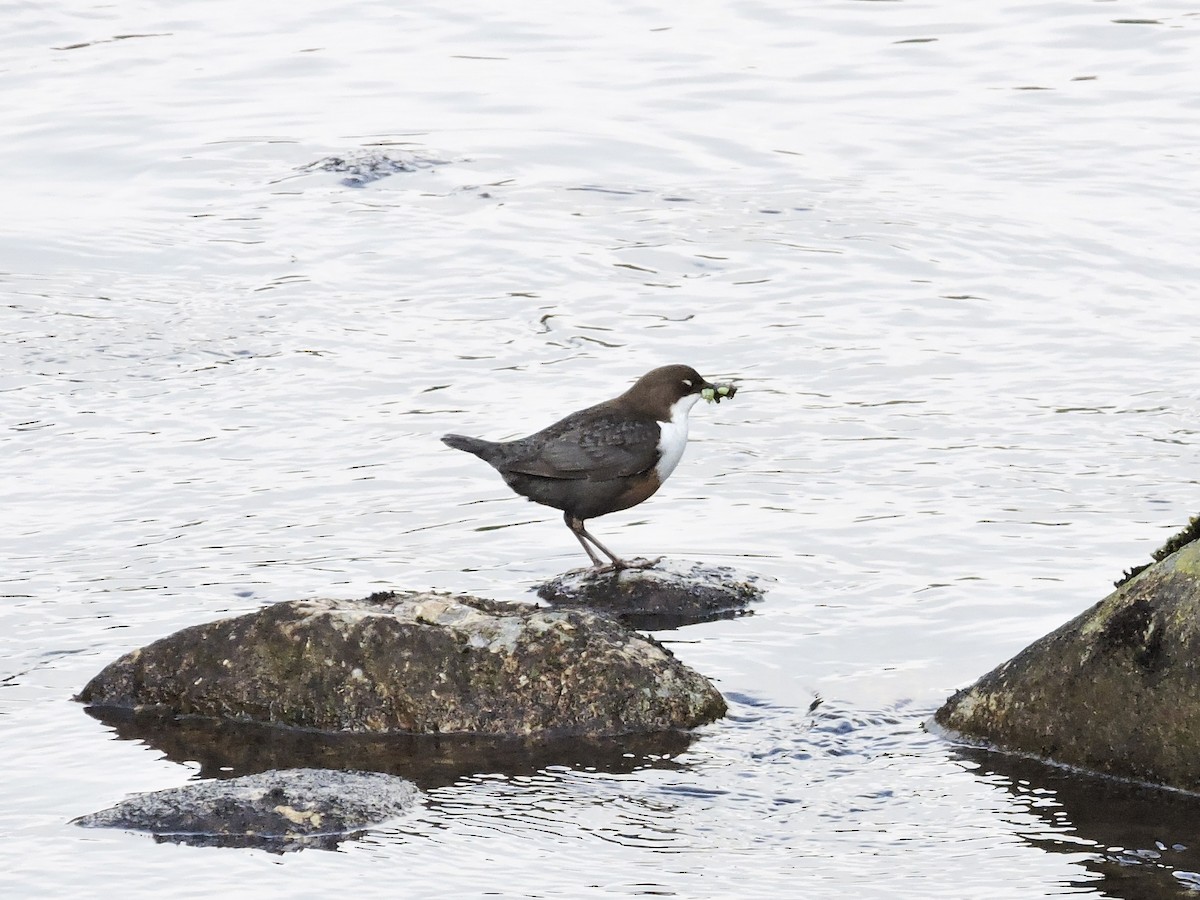 White-throated Dipper - ML635615794