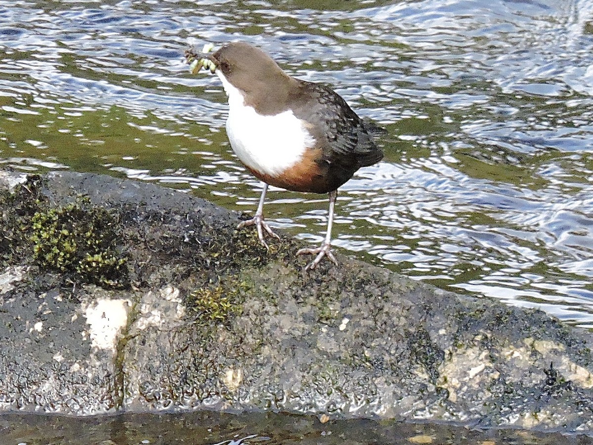 White-throated Dipper - ML635615795