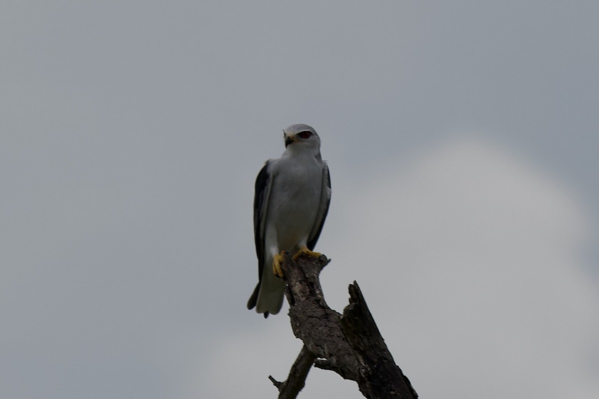 Black-winged Kite - ML635615803