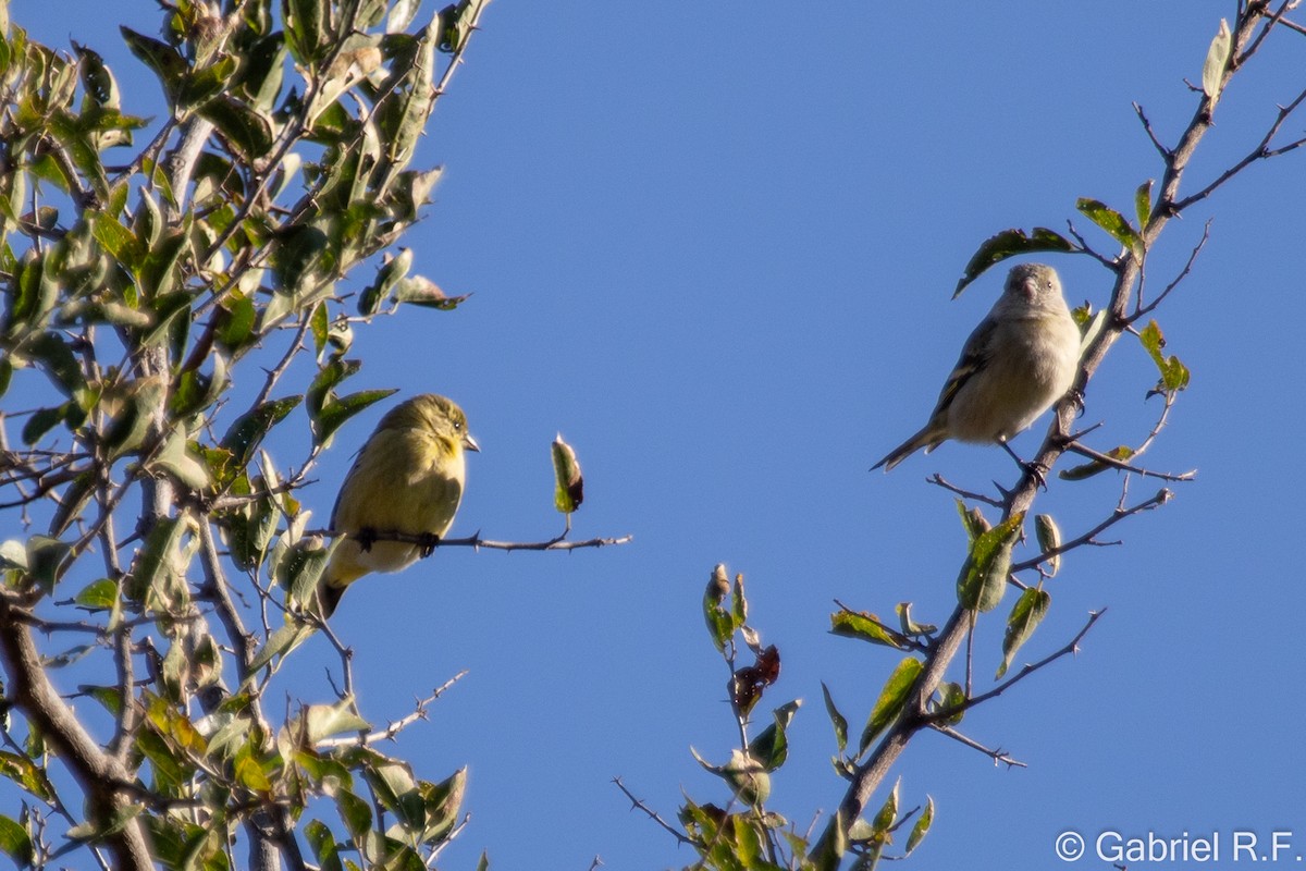 Hooded Siskin - ML635615884