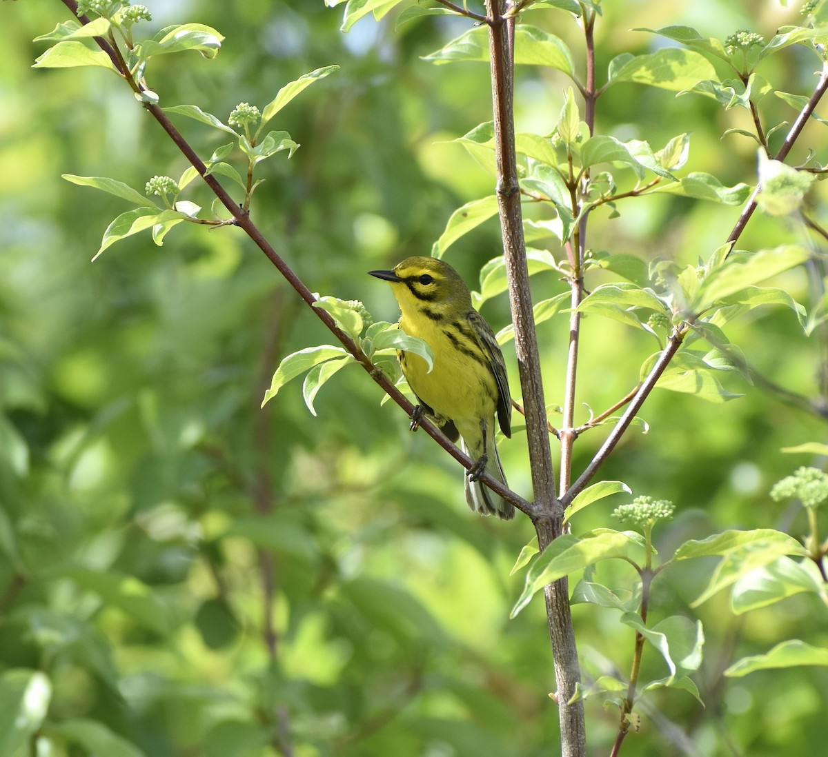 Prairie Warbler - ML635615896