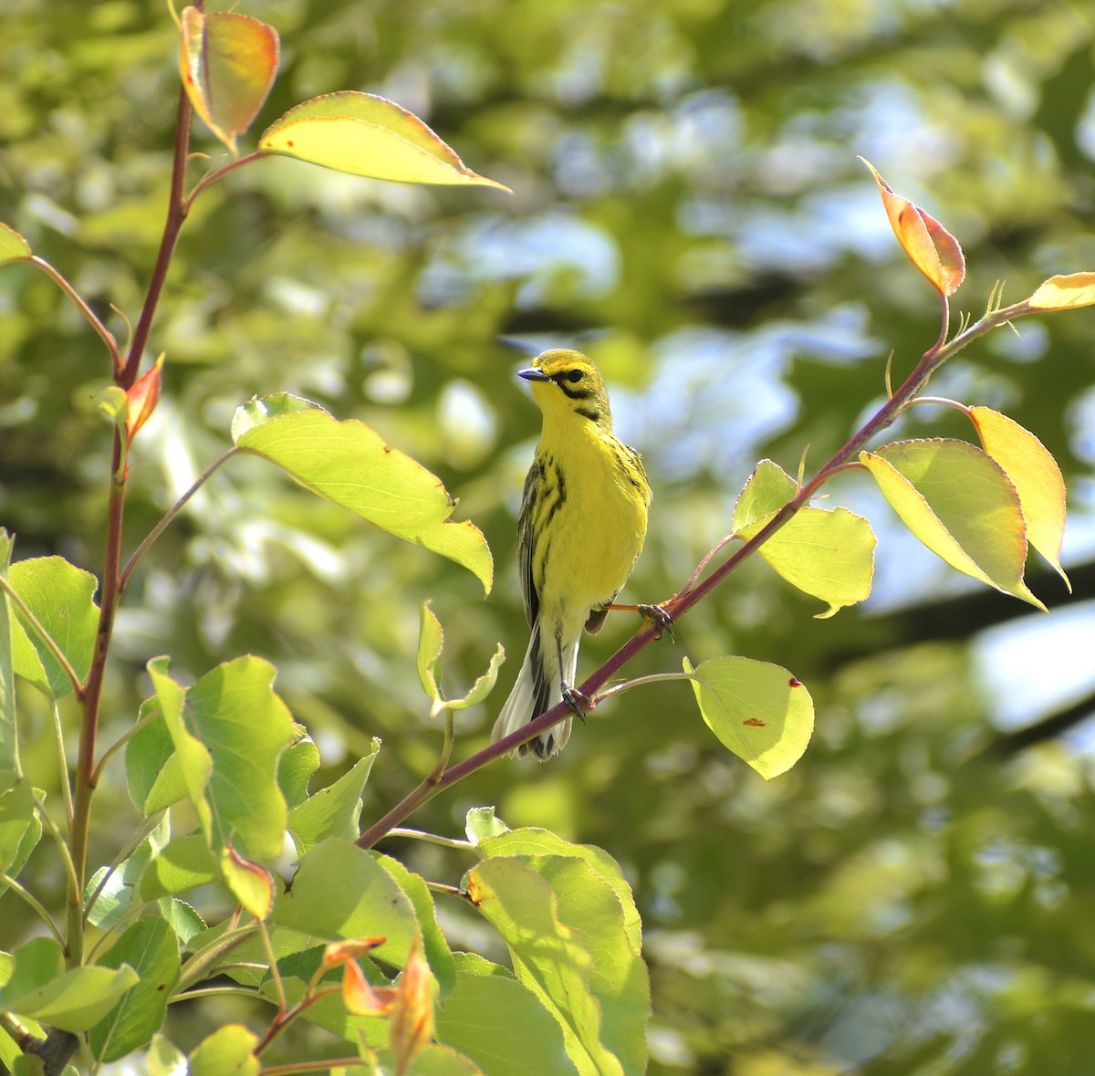 Prairie Warbler - ML635615903