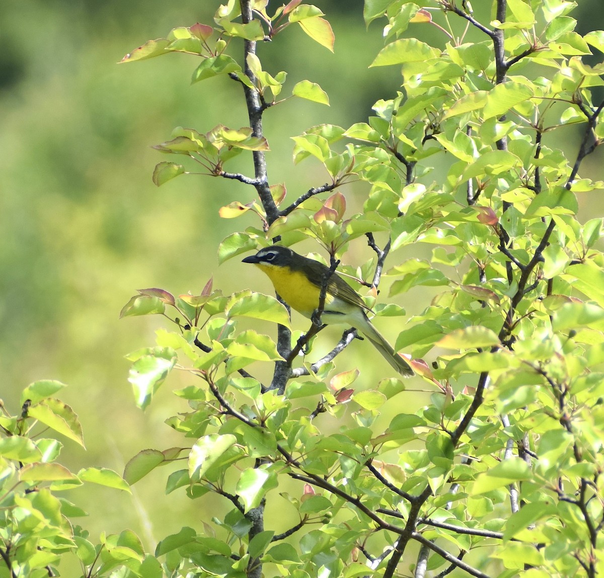 Yellow-breasted Chat - ML635615933