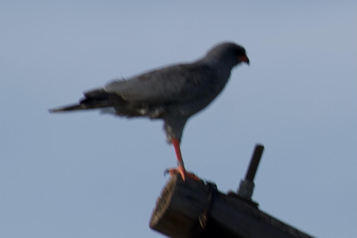 Dark Chanting-Goshawk - ML635615936