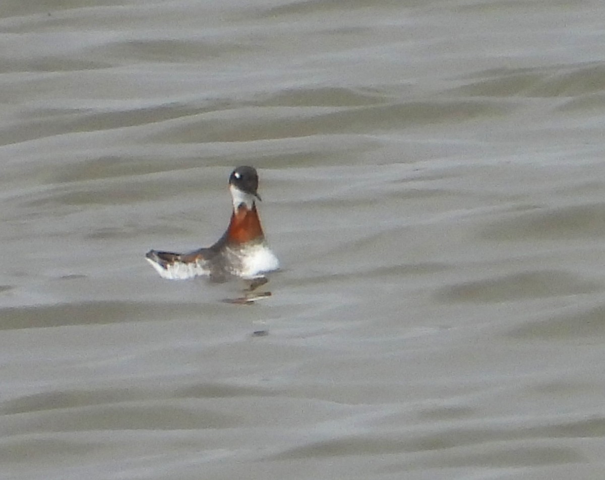 Red-necked Phalarope - ML635615963