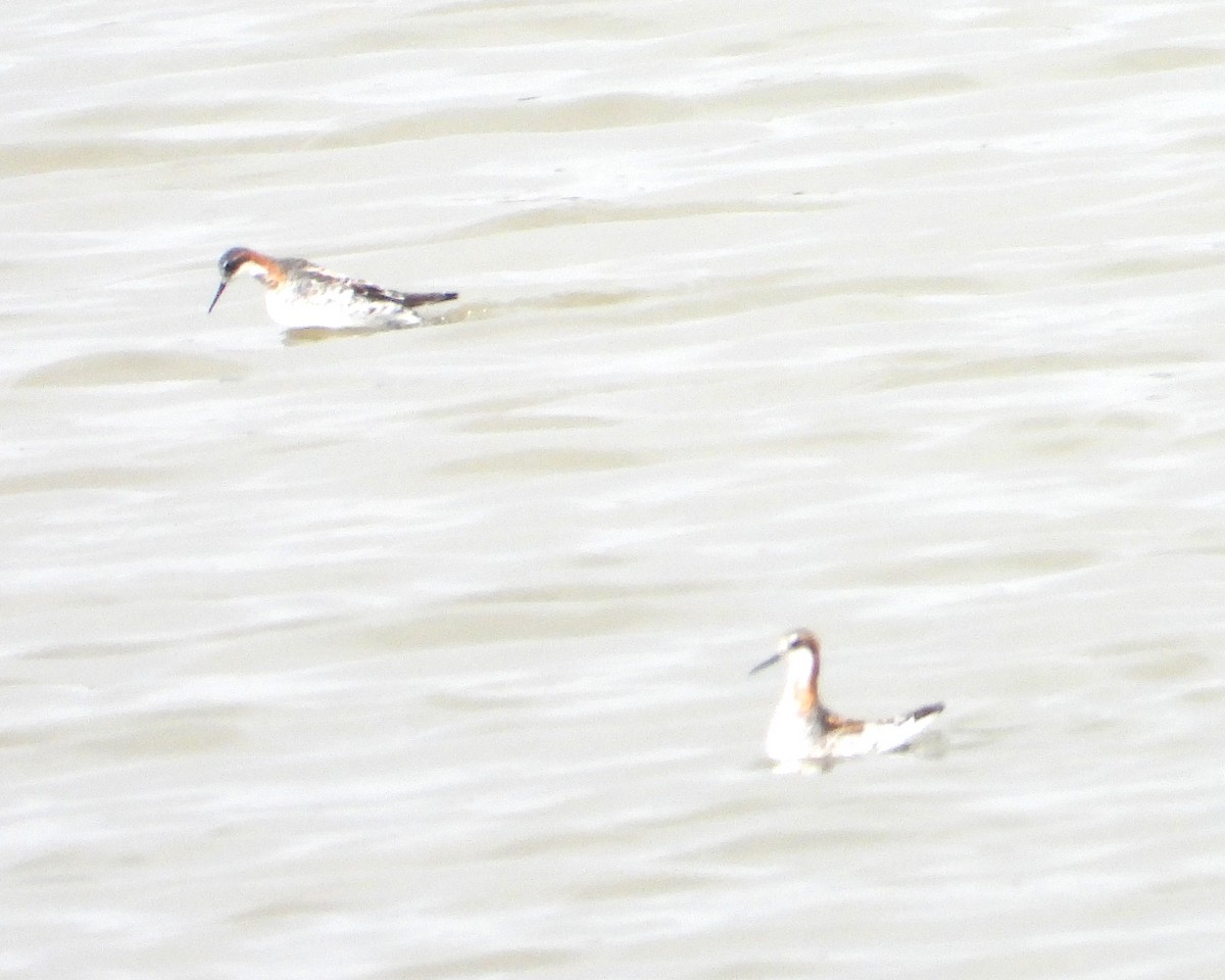 Red-necked Phalarope - ML635615979