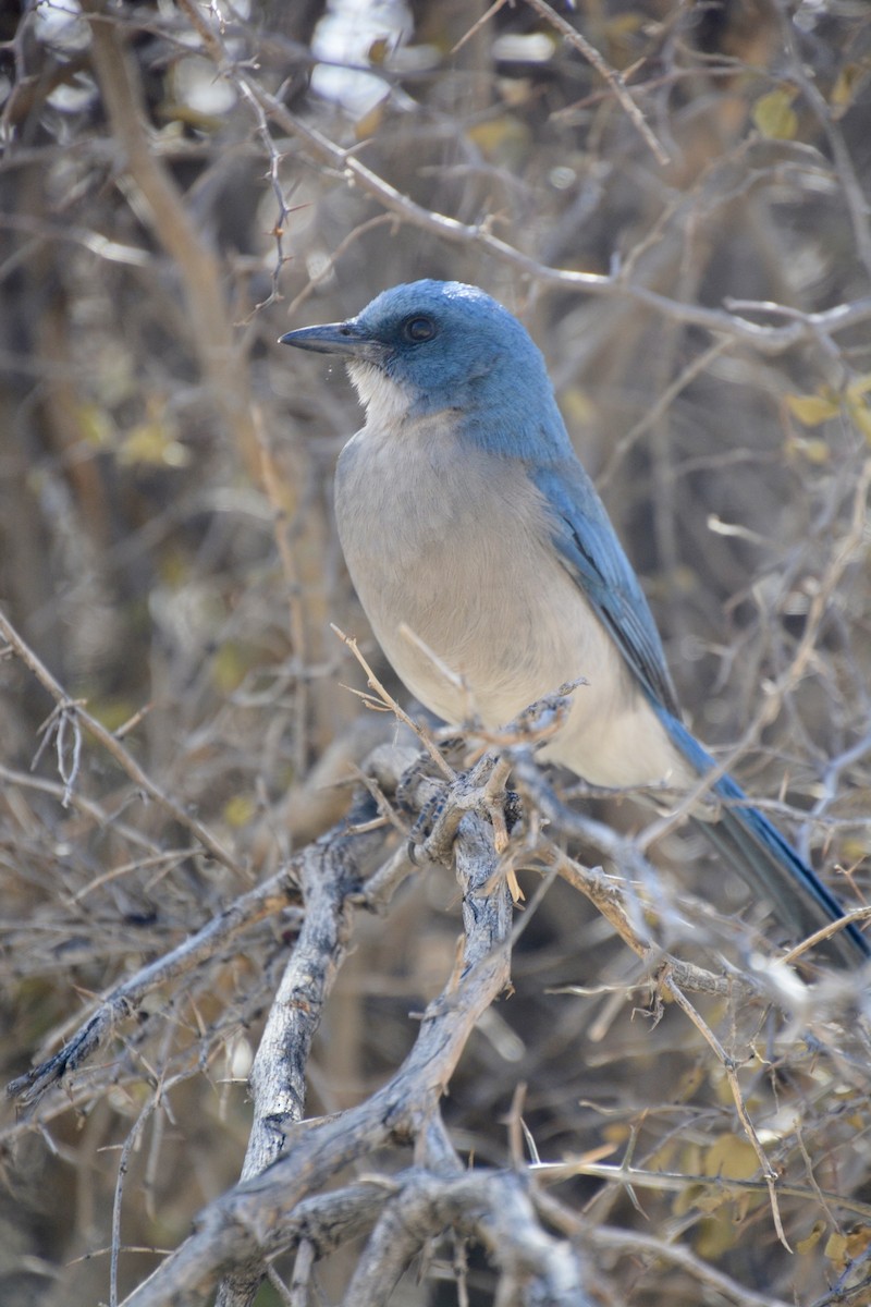 Mexican Jay - ML635616024