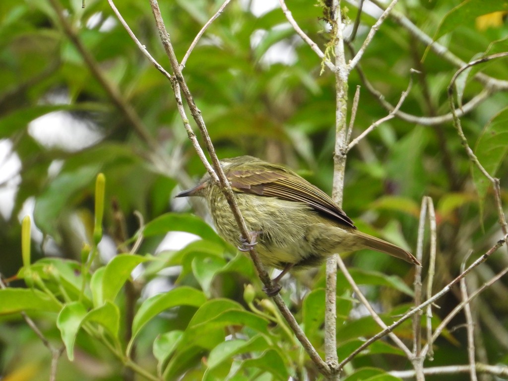 Olive-striped Flycatcher - ML635616048