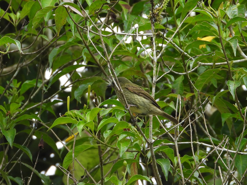 Olive-striped Flycatcher - ML635616050