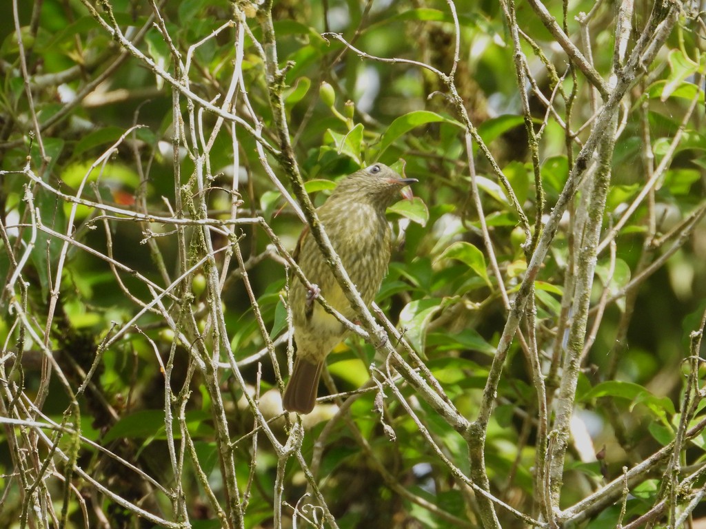 Olive-striped Flycatcher - ML635616052