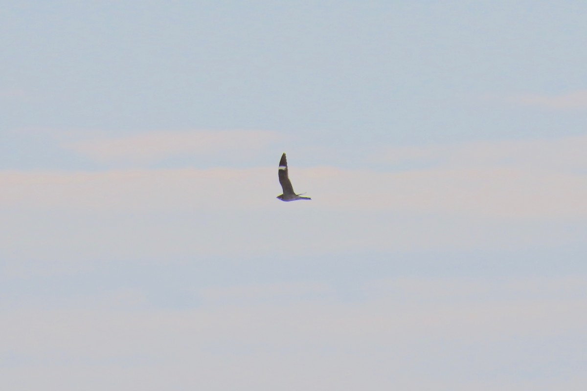 Common Nighthawk - ML635616058