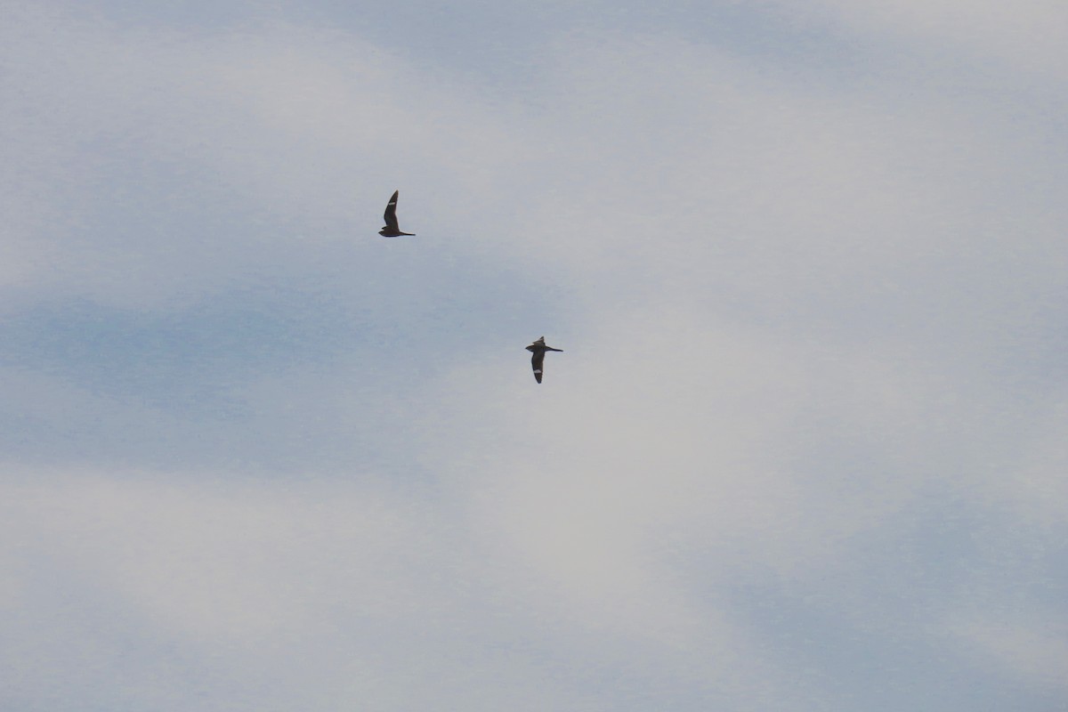 Common Nighthawk - ML635616059