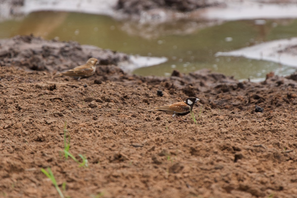 Chestnut-backed Sparrow-Lark - ML635616085