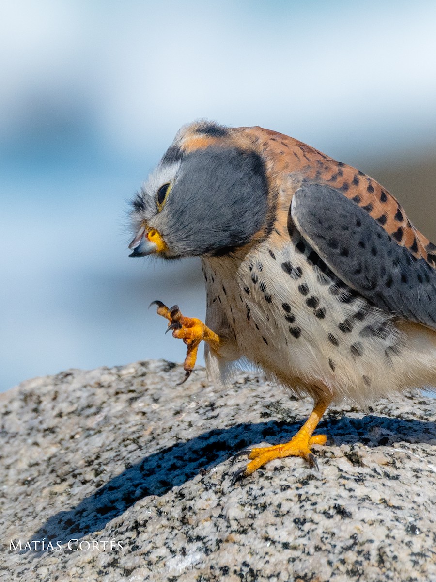 American Kestrel - ML635616104