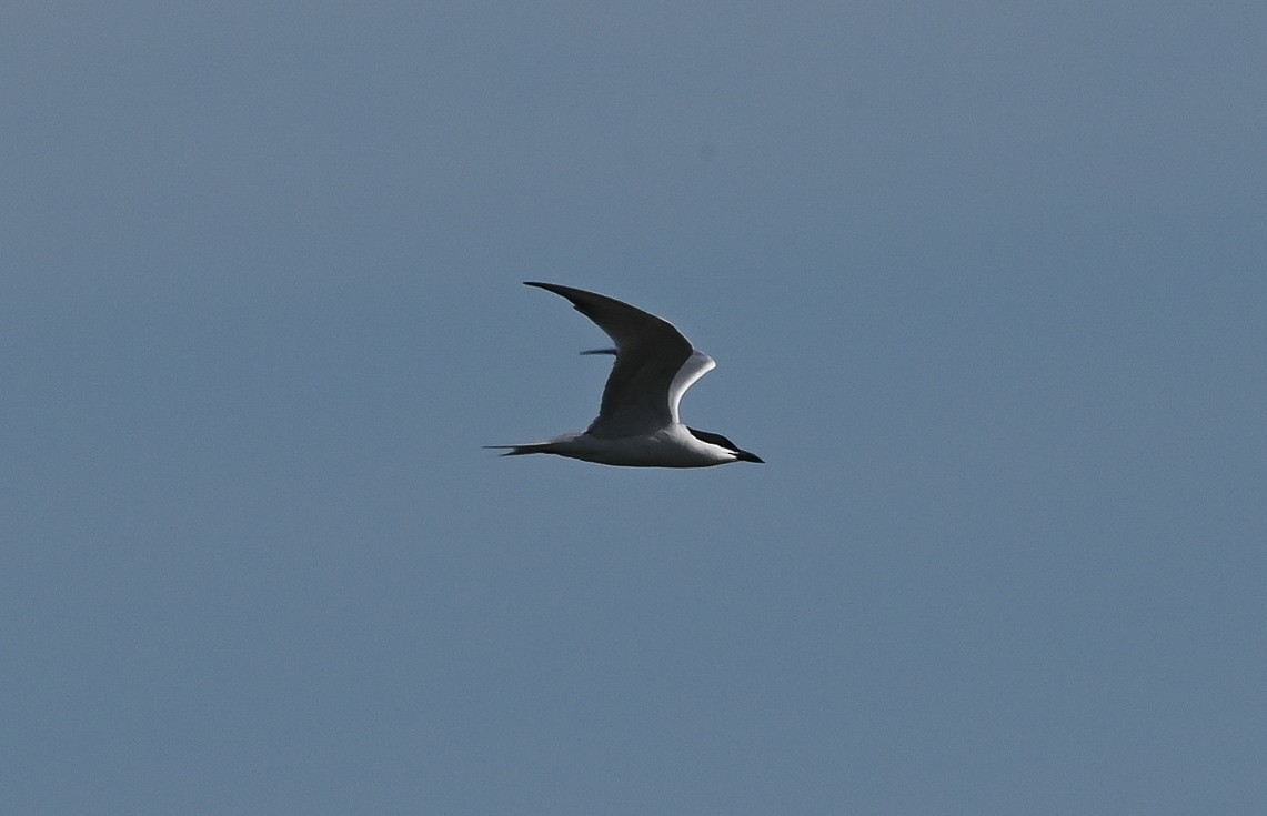 Sterna zampenere - ML635616221