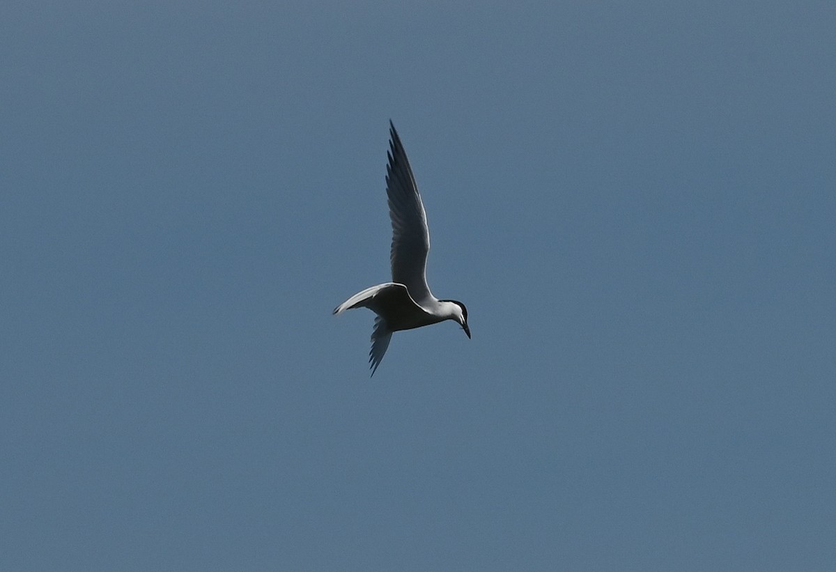 Sterna zampenere - ML635616222