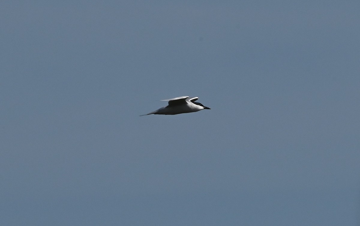 Sterna zampenere - ML635616223