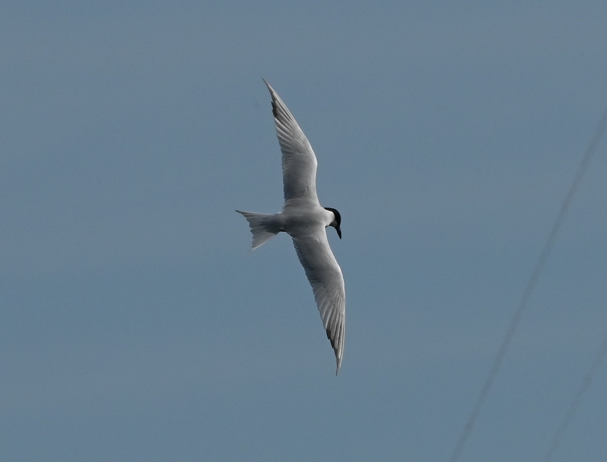 Sterna zampenere - ML635616225